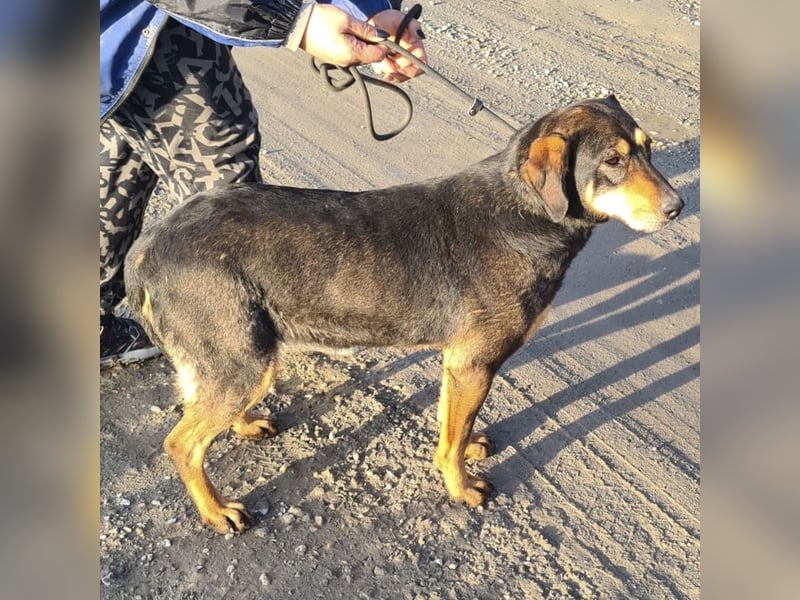 Zaira eine sanfte Seele