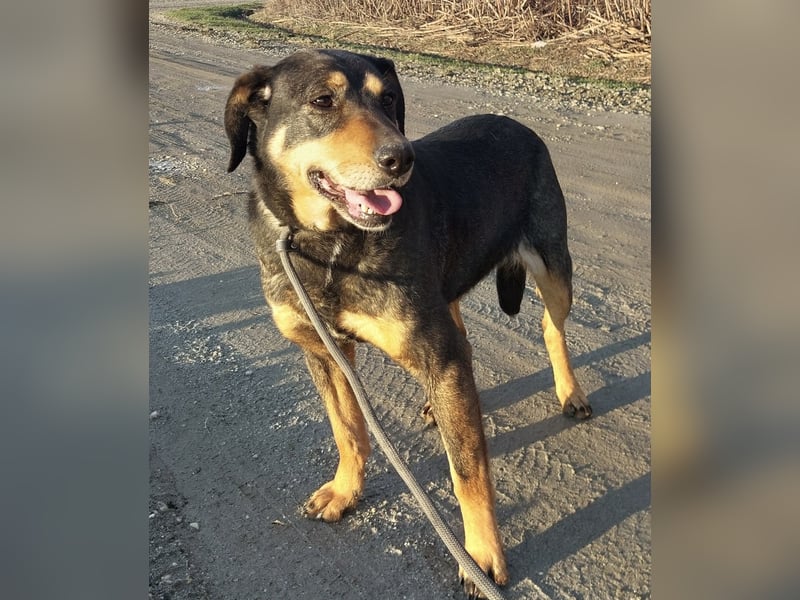 Zaira eine sanfte Seele