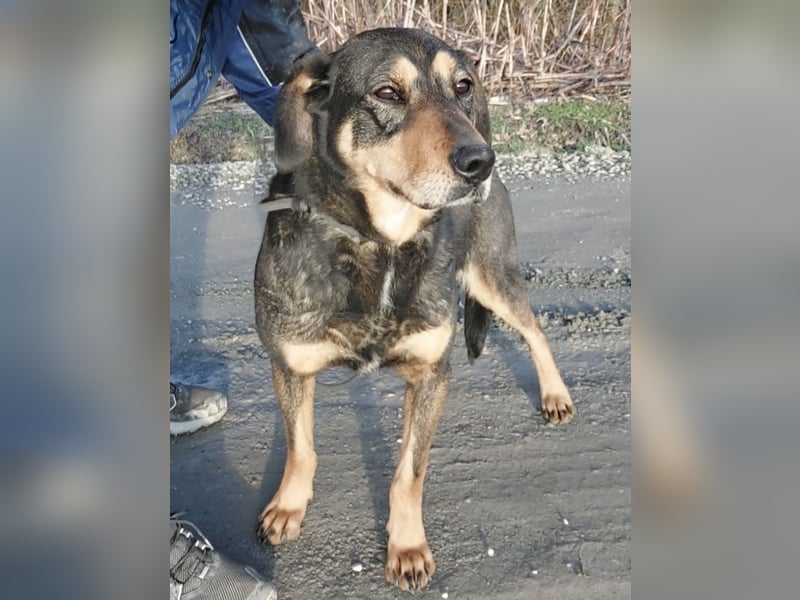 Zaira eine sanfte Seele