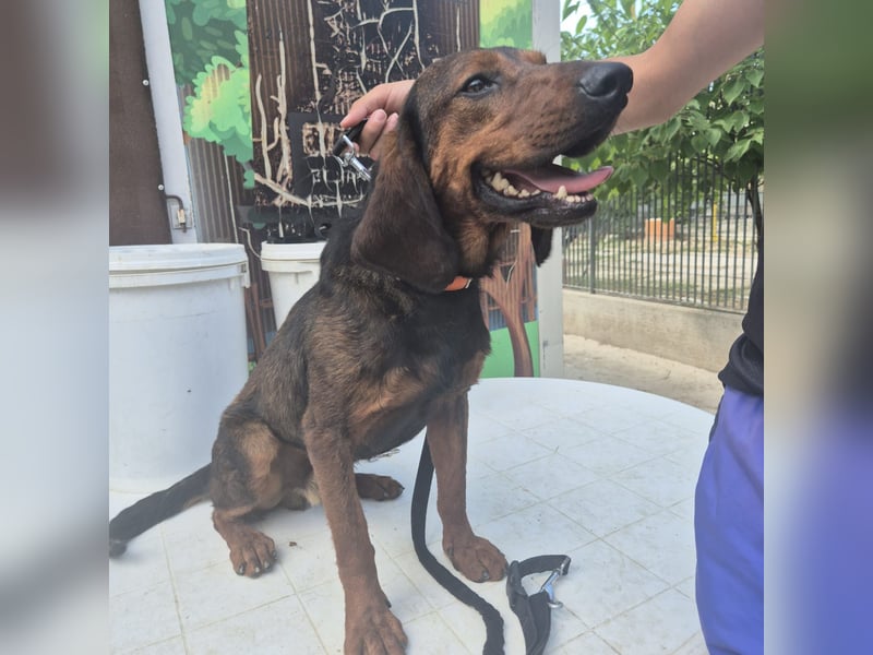 Dago - ein liebenswerter, lernbegieriger, einfach grossartiger Kerl wartet auf seine Chance!