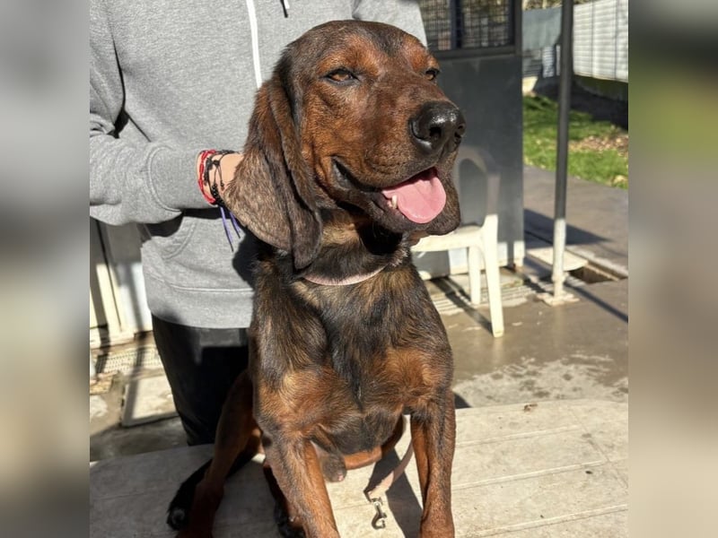 Dago - ein liebenswerter, lernbegieriger, einfach grossartiger Kerl wartet auf seine Chance!