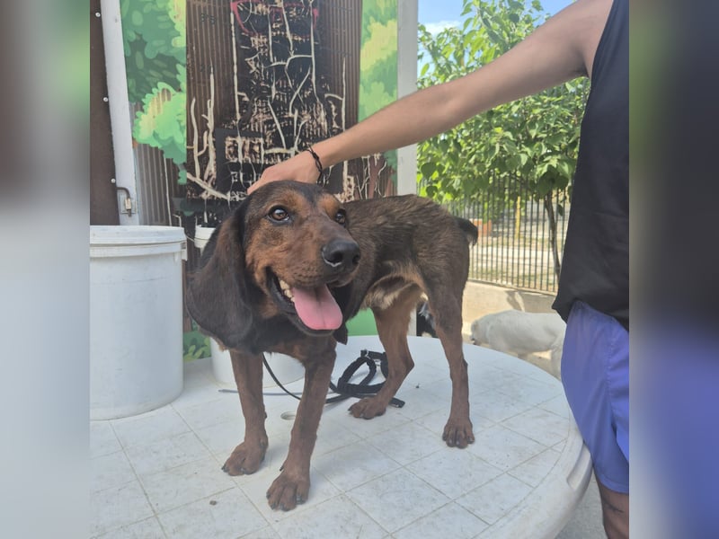 Dago - ein liebenswerter, lernbegieriger, einfach grossartiger Kerl wartet auf seine Chance!