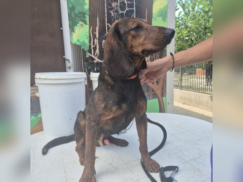 Dago - ein liebenswerter, lernbegieriger, einfach grossartiger Kerl wartet auf seine Chance!