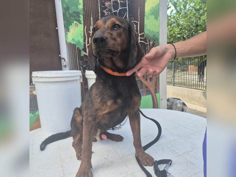 Dago - ein liebenswerter, lernbegieriger, einfach grossartiger Kerl wartet auf seine Chance!