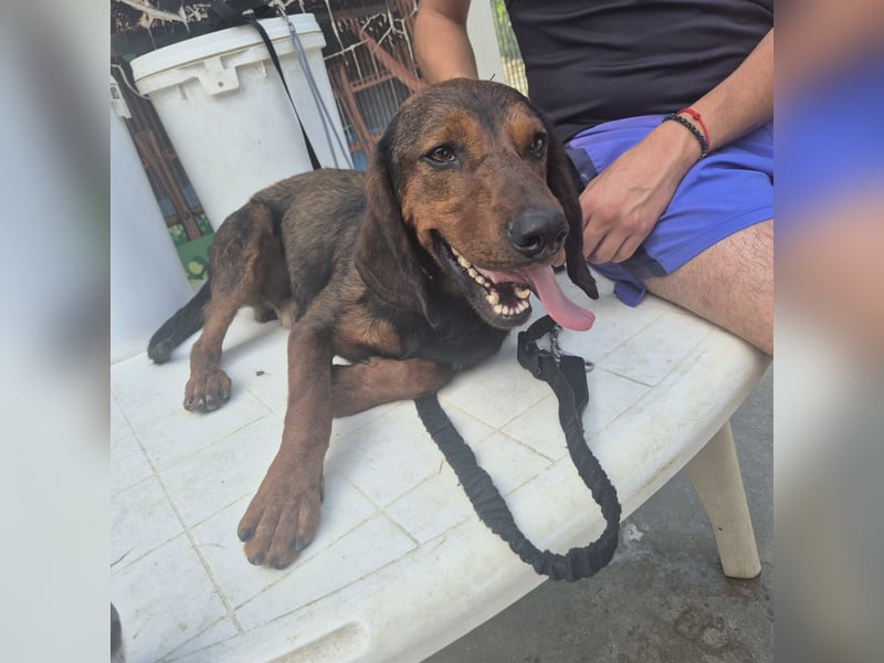 Dago - ein liebenswerter, lernbegieriger, einfach grossartiger Kerl wartet auf seine Chance!