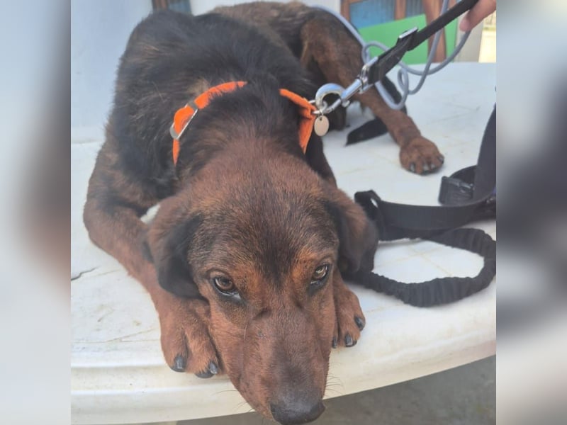 Dago - ein liebenswerter, lernbegieriger, einfach grossartiger Kerl wartet auf seine Chance!