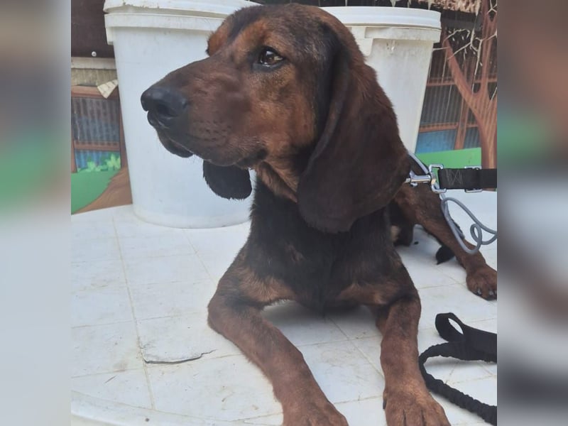 Dago - ein liebenswerter, lernbegieriger, einfach grossartiger Kerl wartet auf seine Chance!