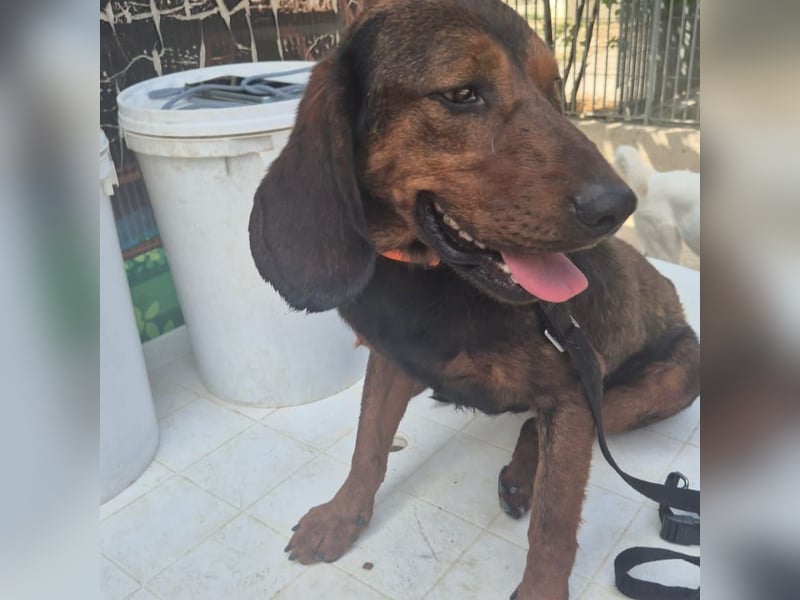 Dago - ein liebenswerter, lernbegieriger, einfach grossartiger Kerl wartet auf seine Chance!