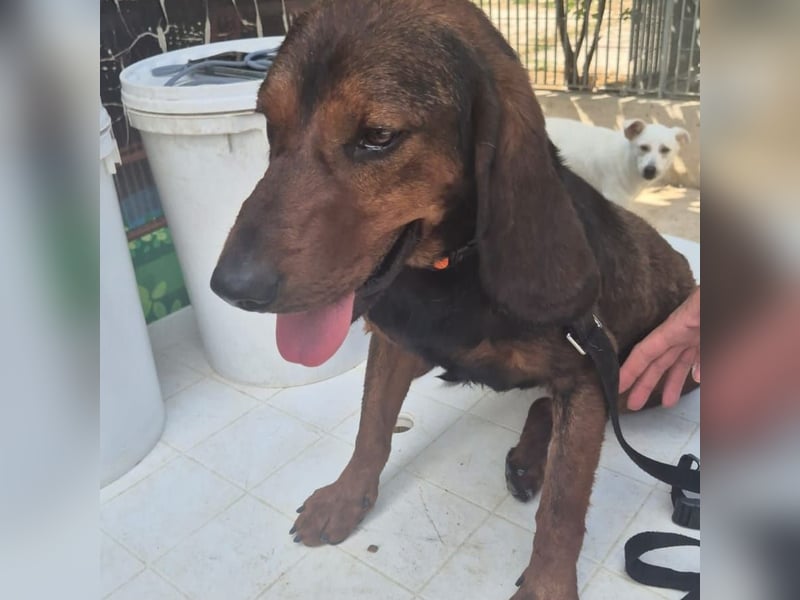 Dago - ein liebenswerter, lernbegieriger, einfach grossartiger Kerl wartet auf seine Chance!