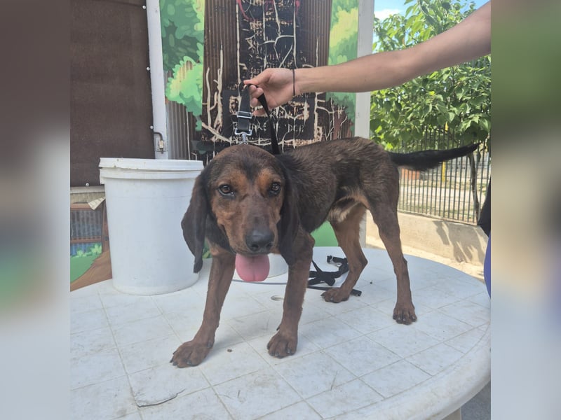 Dago - ein liebenswerter, lernbegieriger, einfach grossartiger Kerl wartet auf seine Chance!