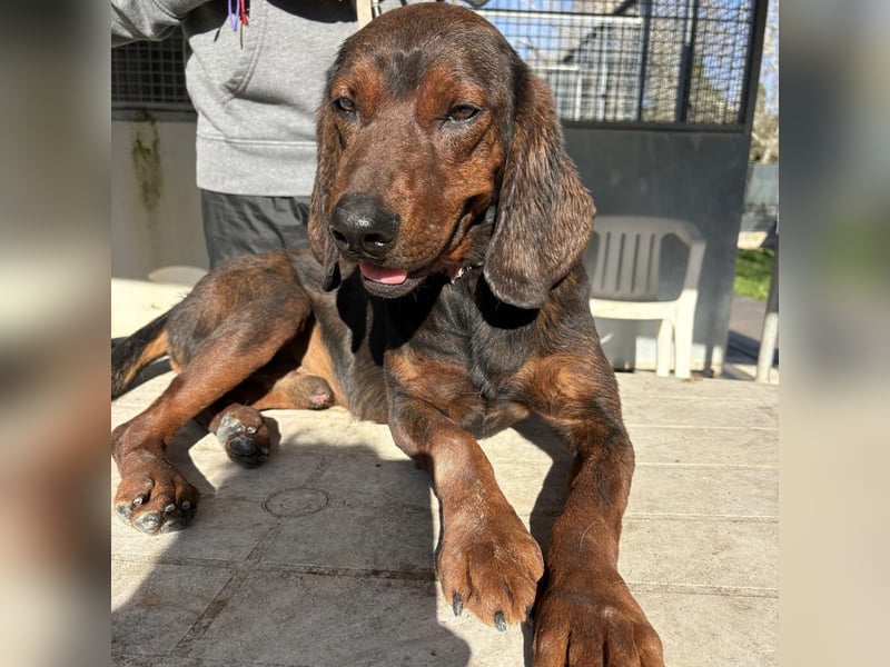 Dago - ein liebenswerter, lernbegieriger, einfach grossartiger Kerl wartet auf seine Chance!