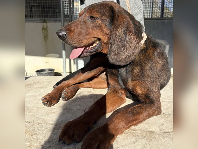 Dago - ein liebenswerter, lernbegieriger, einfach grossartiger Kerl wartet auf seine Chance!