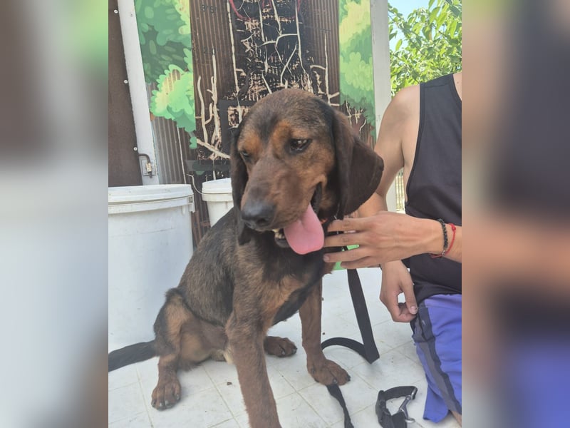 Dago - ein liebenswerter, lernbegieriger, einfach grossartiger Kerl wartet auf seine Chance!