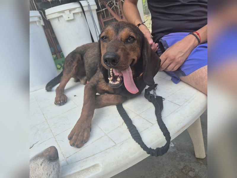 Dago - ein liebenswerter, lernbegieriger, einfach grossartiger Kerl wartet auf seine Chance!