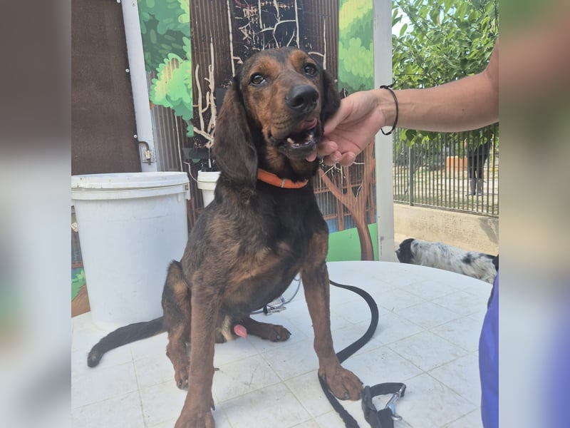 Dago - ein liebenswerter, lernbegieriger, einfach grossartiger Kerl wartet auf seine Chance!