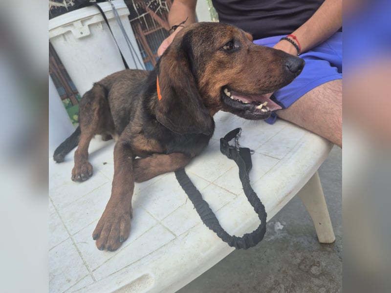 Dago - ein liebenswerter, lernbegieriger, einfach grossartiger Kerl wartet auf seine Chance!