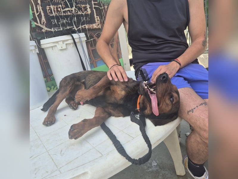 Dago - ein liebenswerter, lernbegieriger, einfach grossartiger Kerl wartet auf seine Chance!