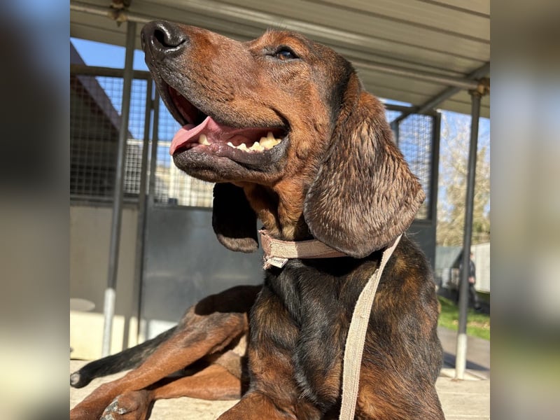 Dago - ein liebenswerter, lernbegieriger, einfach grossartiger Kerl wartet auf seine Chance!