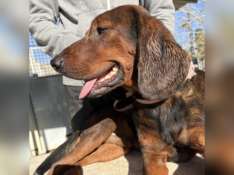Dago - ein liebenswerter, lernbegieriger, einfach grossartiger Kerl wartet auf seine Chance!
