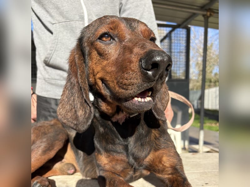Dago - ein liebenswerter, lernbegieriger, einfach grossartiger Kerl wartet auf seine Chance!