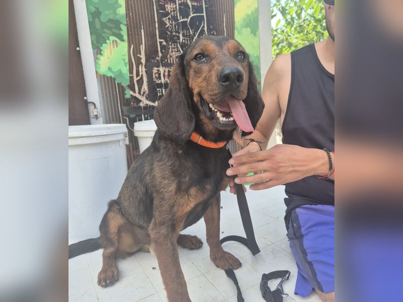 Dago - ein liebenswerter, lernbegieriger, einfach grossartiger Kerl wartet auf seine Chance!