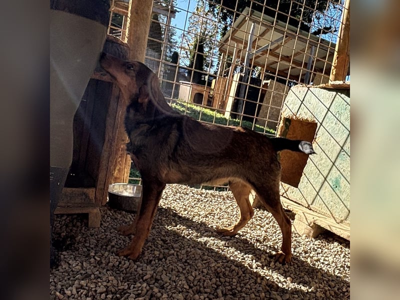 Rudi ein freundlicher Sonnenschein