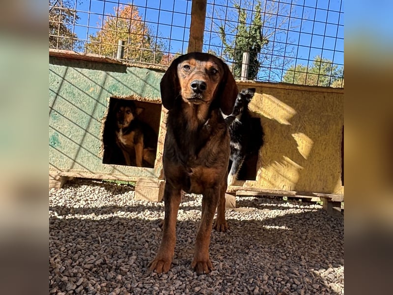 Rudi ein freundlicher Sonnenschein