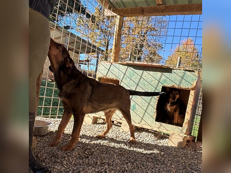 Rudi ein freundlicher Sonnenschein