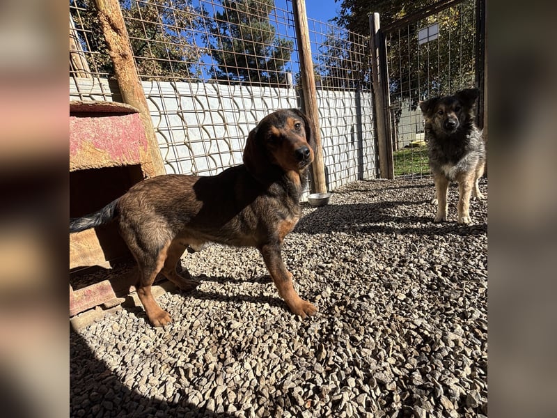 Rudi ein freundlicher Sonnenschein