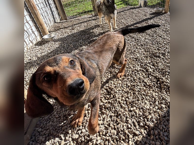 Rudi ein freundlicher Sonnenschein