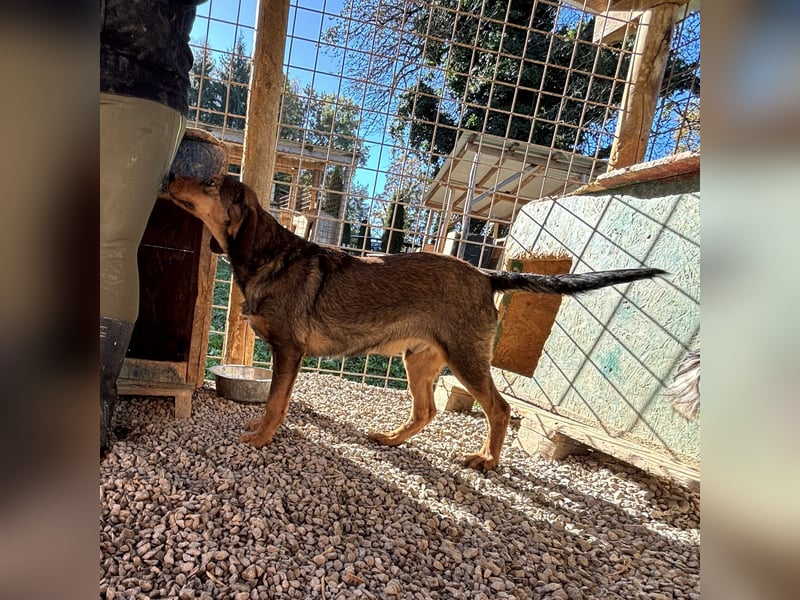 Rudi ein freundlicher Sonnenschein