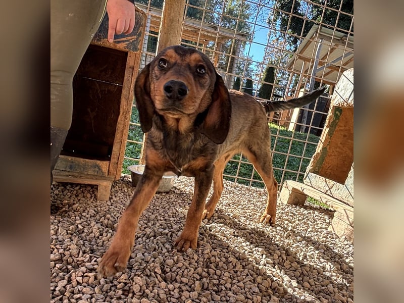 Rudi ein freundlicher Sonnenschein