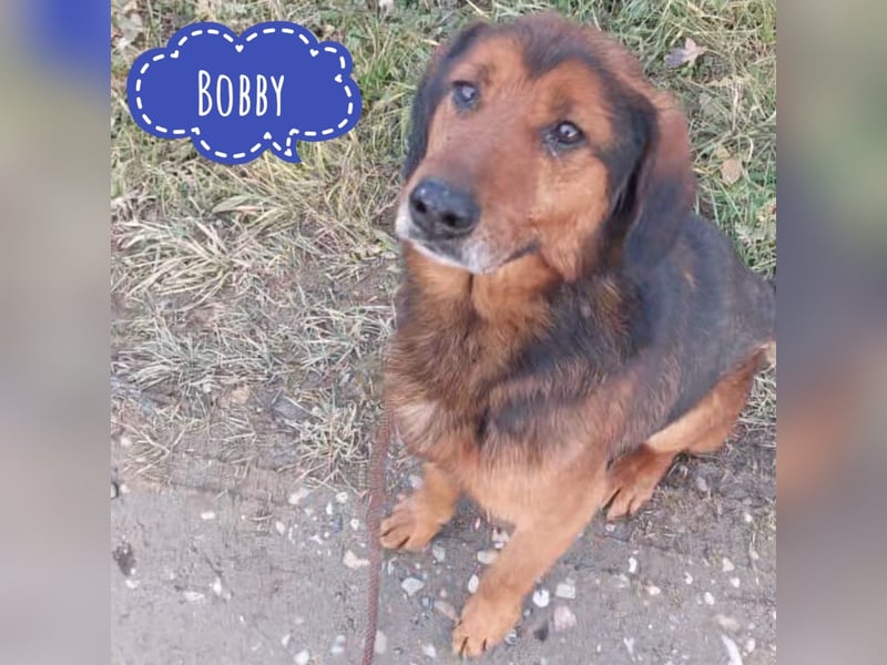 Bobby ein unglaublich toller Rüde