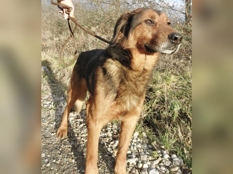 Bobby ein unglaublich toller Rüde