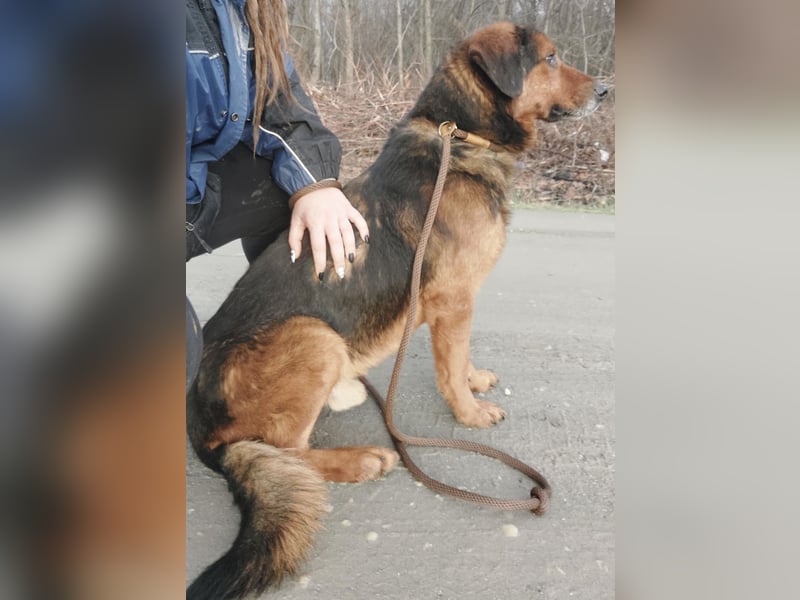 Bobby ein unglaublich toller Rüde