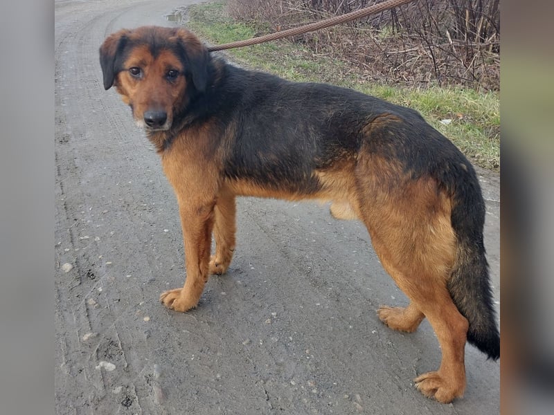 Bobby ein unglaublich toller Rüde