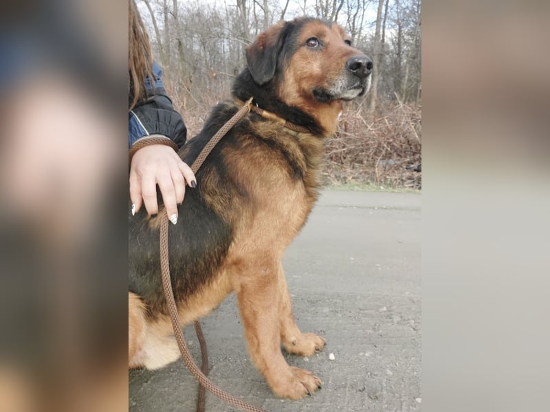 Bobby ein unglaublich toller Rüde