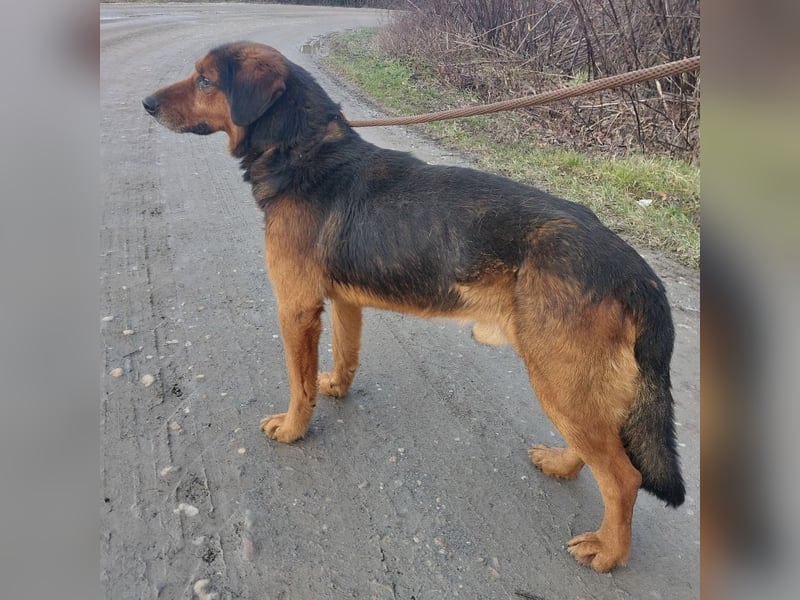 Bobby ein unglaublich toller Rüde