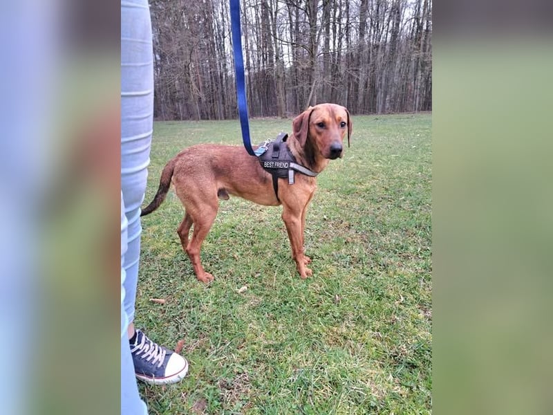 hübscher Bracken Mischling Leon sucht eine Familie