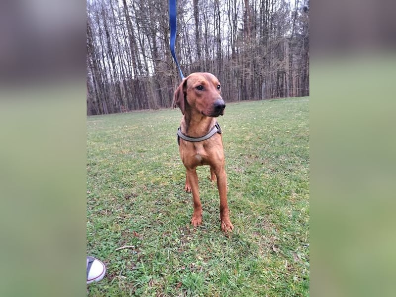 hübscher Bracken Mischling Leon sucht eine Familie