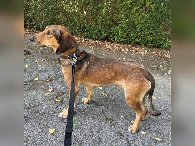 Yuri ein aussortierter Jagdhund