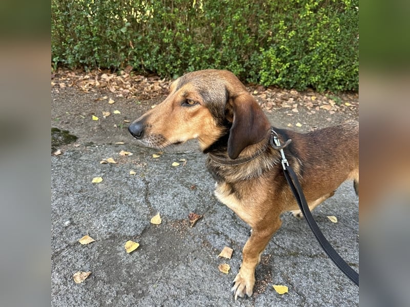 Yuri ein aussortierter Jagdhund