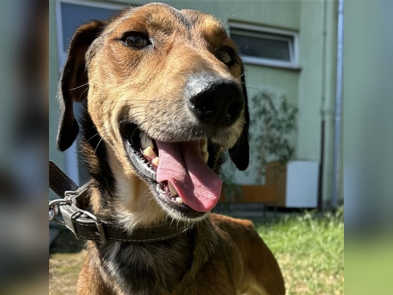 Yuri ein aussortierter Jagdhund