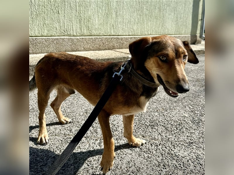 Yuri ein aussortierter Jagdhund
