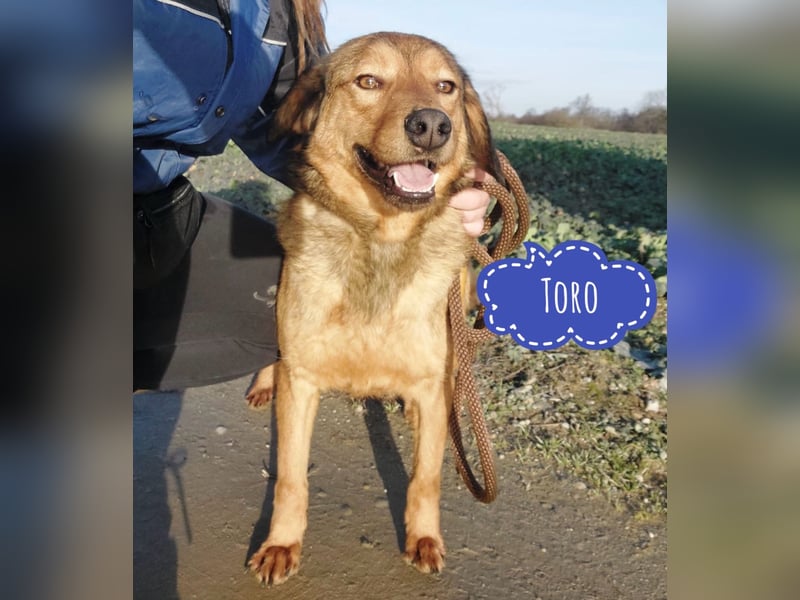 Toro ein zarter Rüde
