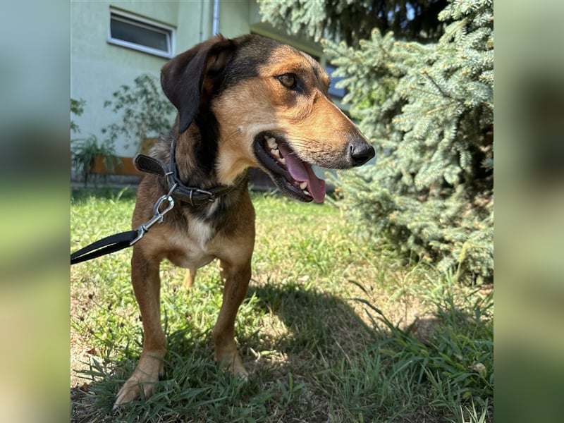 Yuri ein aussortierter Jagdhund