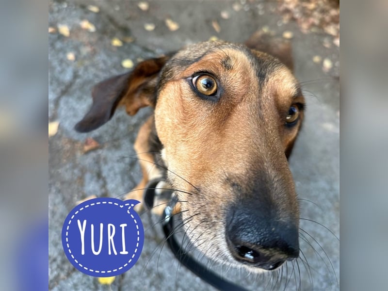 Yuri ein aussortierter Jagdhund