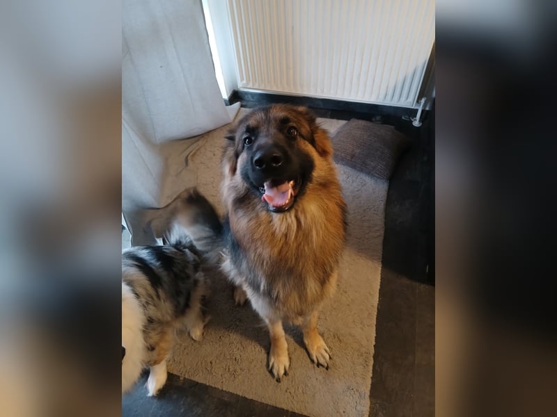 Altdeutscher Schäferhund