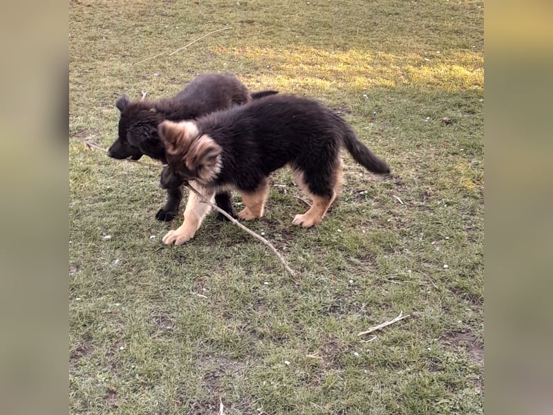 Altdeutsche Schäferhund-Welpen/Junghunde