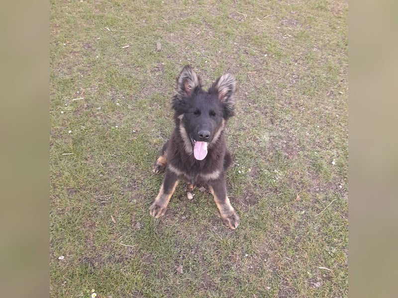Altdeutsche Schäferhund-Welpen/Junghunde